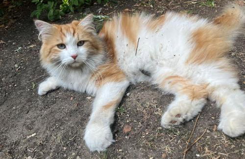 The Cottage, Marlow - Photo 35