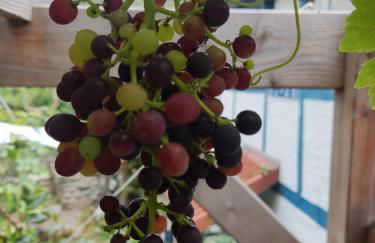 Fischerhaus Blankenese - Foto 49