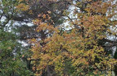 La Casetta di Ross - Foto 15