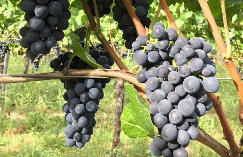 Ferien- Und Winzerhof Simon - Foto 4