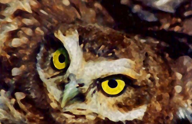 Domos Andinos HostCamp - Photo 47