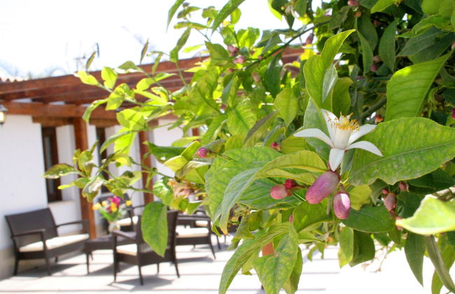 Agriturismo Terra dei Limoni - Foto 64