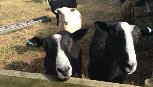 The Stable Poplar Farm - Foto 4