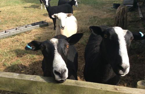 The Stable Poplar Farm - Foto 4