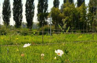 Agriturismo Borgo San Francesco - Foto 25