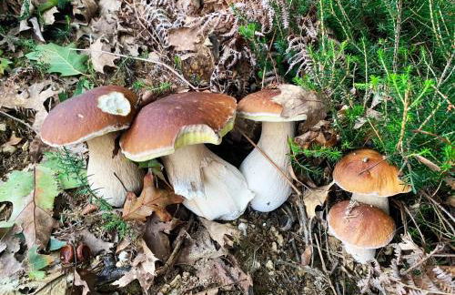 Gure Idorpea - Foto 32