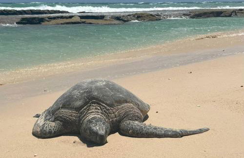 Kauai Beach Villas E16 - Foto 38