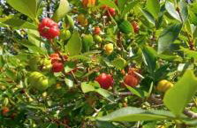 Quinta da Boa Vista São Chico - Foto 46