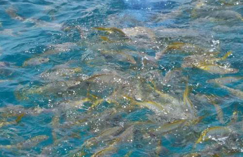 Waterfront Beach House with Dock & Heated Pool - Foto 4