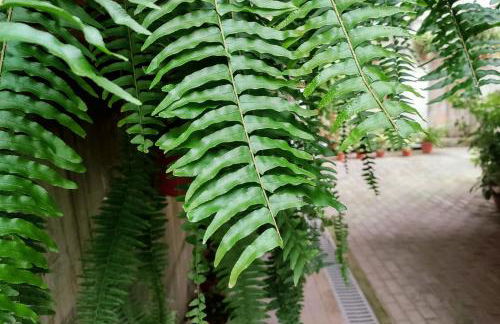 Baldeia - Oceanfront Apartments - Foto 16