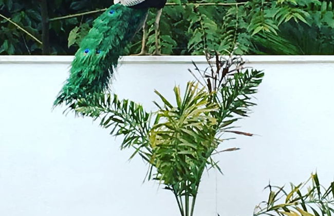 Silence Garden - Foto 35