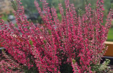 Apartament Luxusowe Karkonosze - Foto 28