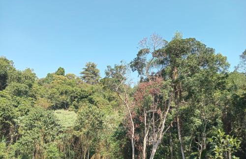 Mirante da mata - Photo 23