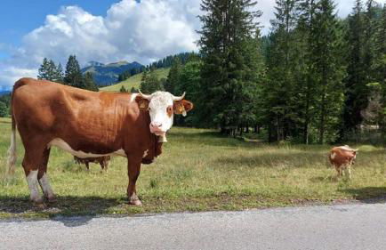 Ferienland Sonnenwald Studio 50 - Foto 23