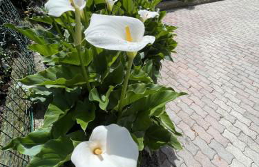 Le Calle Holiday Apartments - Foto 44