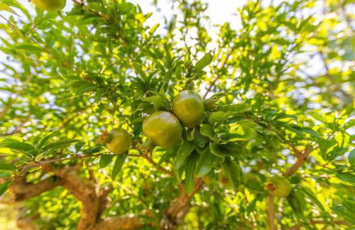 Casa Pájaro Colores in Bolonia - Foto 18