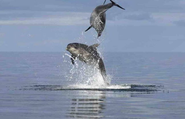 Immaculate Cabin 5 Mins to Inverness Dogs Welcome - Photo 13