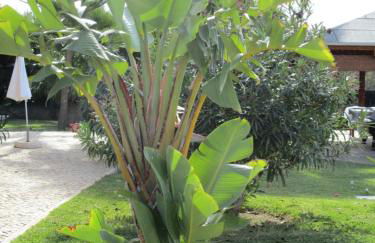 Apartamentos Monte dos Avós, Albufeira by AlgarveBlossom - Foto 47