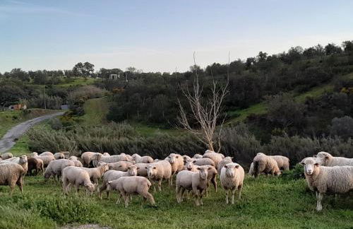 Azinheira Villa - Grândola - Foto 32