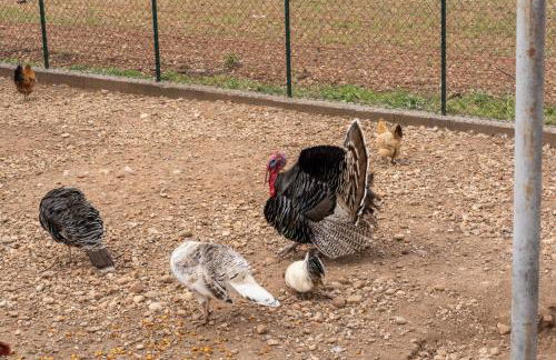 Agriturismo Pozzo Fiorito - Foto 105
