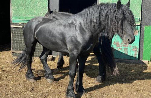 Holiday home with sauna and whirlpool - Foto 20