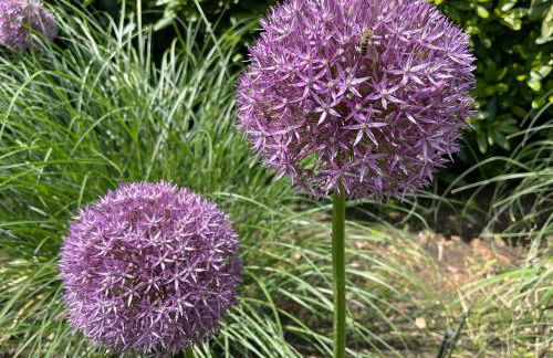 Ferienhaus unter Reet im Heidedorf Sankt Dionys bei Lüneburg - Foto 49