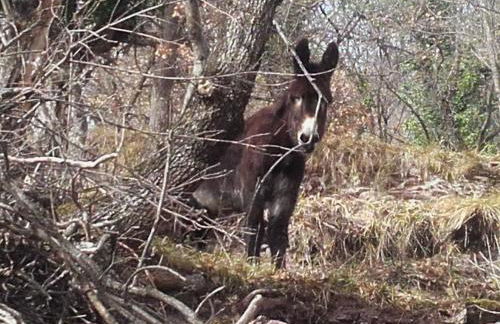 Haut de grange en pierre - Foto 18