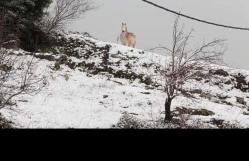 Villa Lena Megalopoli - Foto 44