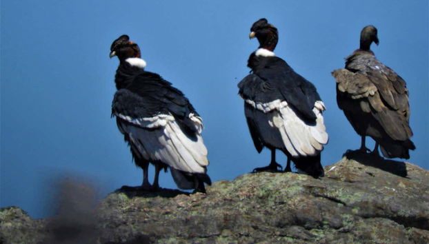 Condores do maciço de Los Gigantes