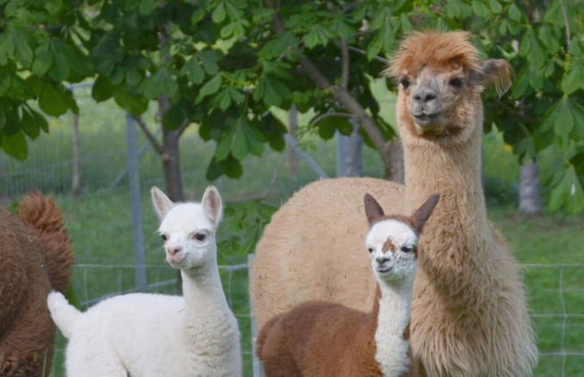 Holiday Apartment Alpakahof Blomberg - Foto 11