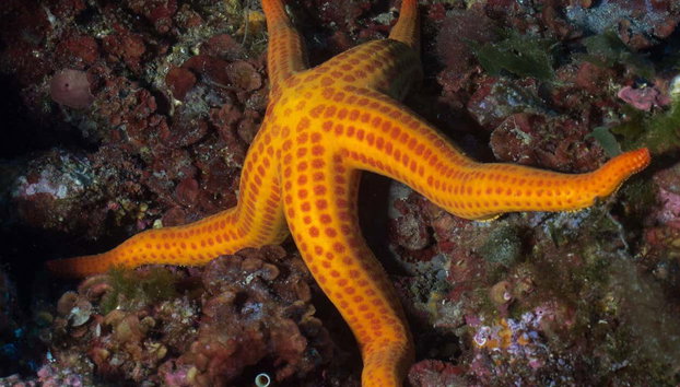Beginner's Scuba Diving in Bosa - Photo 5, Look out for starfish!