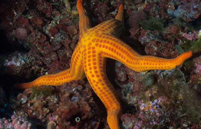 Baptême de plongée à Bosa - Photo 5