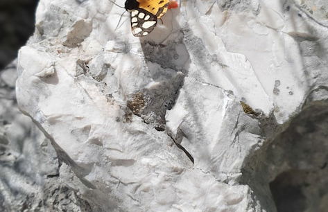 Sunny Estate - Foto 37