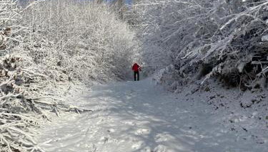 Duszek Lasu - Photo 2