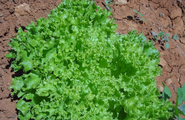 Agroturismo Sa Vinya d'en Palerm - Foto 32