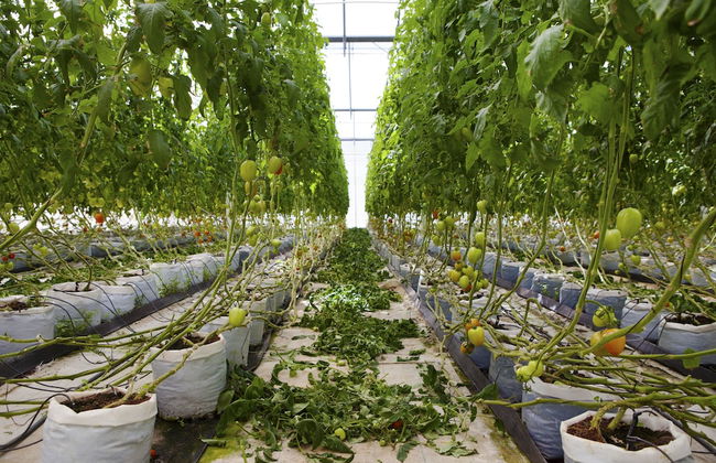 El Dorado Royale, Catamaran, Cenote, All & More Inclusive Adults Only - Photo 60