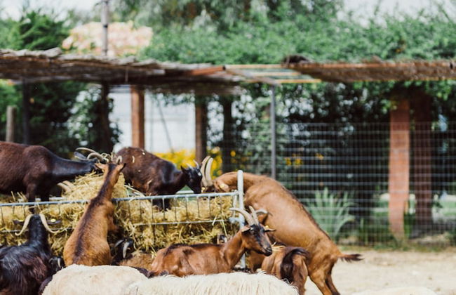 Blerina's Village Project - Photo 25