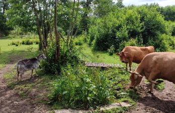 Agroturystyka Zielony Domek - Apartament na wyłączność, slow life, staw, oswojone zwierzęta gospodarskie, posiłki z własnych eko produktów - Foto 44