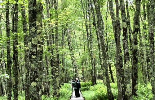 Luxury, Convenience and Comfort Near Acadia! - Foto 27