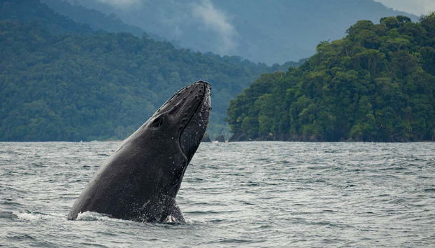 Whale Watching in Bahía Solano - Foto 2