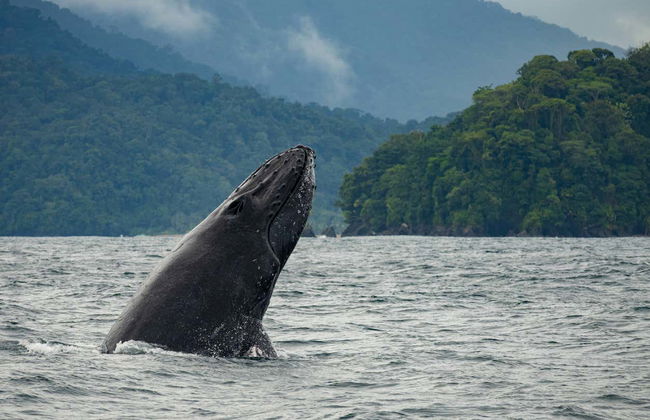 Whale Watching in Bahía Solano - Foto 2
