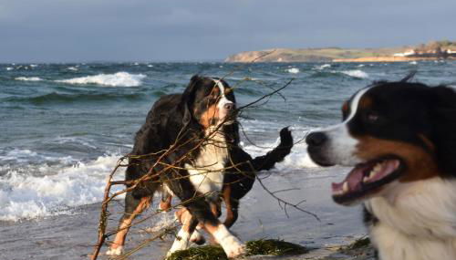 Ferienhaus Berner Sennen - Foto 3