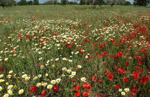 carpe Diem - Foto 22