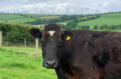 Doray Townhouse - Okehampton - Foto 15