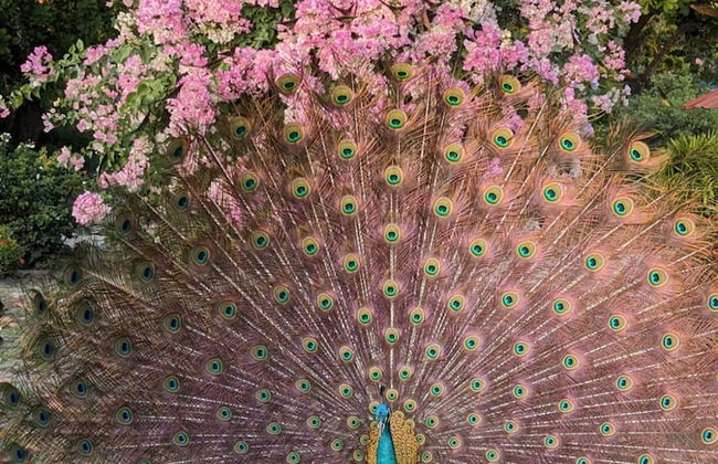 Quinta Pavo Real by Acomodo - Foto 17