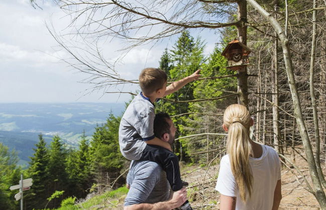 Zum Kuckuck Black Forest - Foto 31