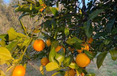 VILLA VITA - Foto 47