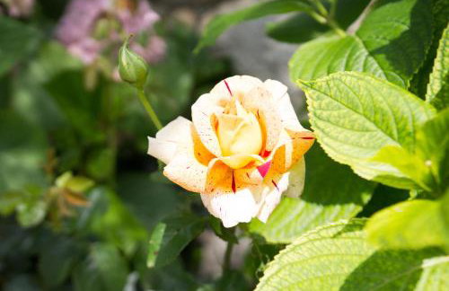 Villa Silvija - Foto 37