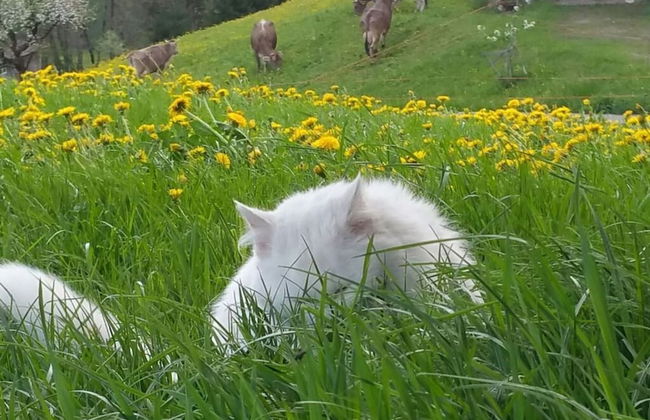 Nice Apartment in St. Maergen - Photo 7