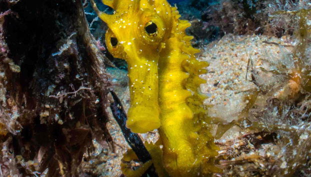 A seahorse in the waters of Tossa de Mar